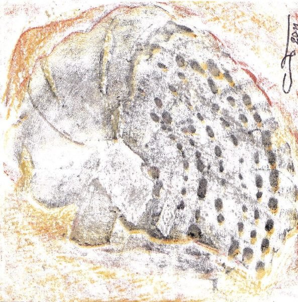 Ammonite, 10x10 cm