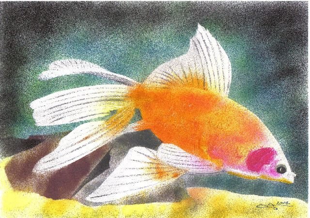 Poisson rouge sauvage, mini arographe, 20x30 cm